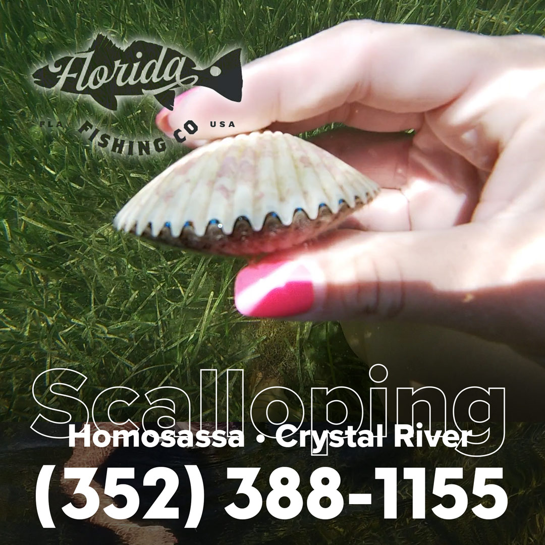 Summer Scallop season is - Discover Crystal River Florida