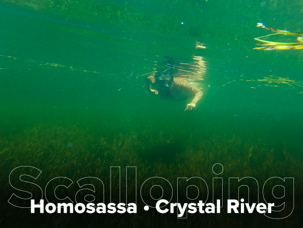 Scalloping Homosassa Crystal River Florida