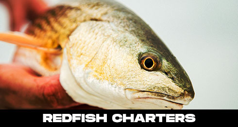 Redfish Fishing Charter | Florida Redfish Trips 