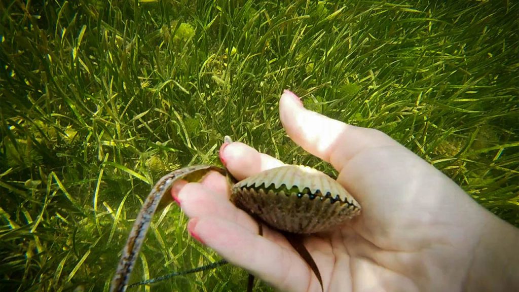 Scalloping Crystal River Florida